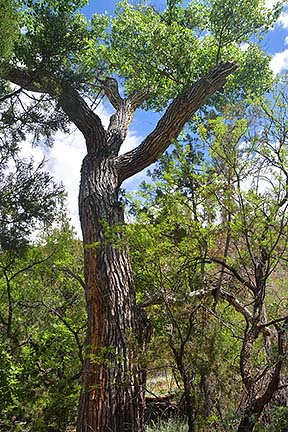 Cottonwood Trees, Sycamore Canyon, April 16, 2015